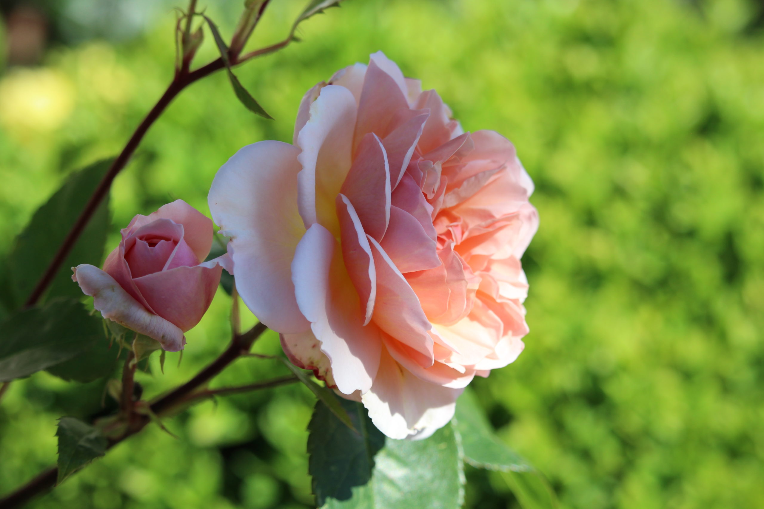 Rose2